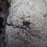 潮間帯