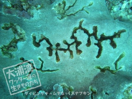 サンゴに彫られた溝