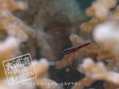 サンゴの隙間にいた小さい魚