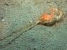 クダヒゲガニの仲間の脱皮殻
