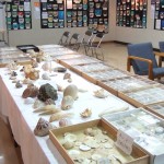 大浦湾の写真展 貝殻展示