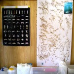 大型海藻（マジリモク）のおしば標本展示