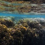 アオサンゴの付着藻類・白化記録