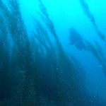 大型海藻マジリモクの間を泳いで動画撮影
