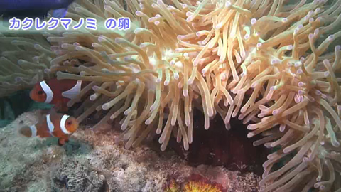 映像ギャラリー：大浦湾100番勝負！その11.カクレクマノミの卵 -eggs of clown anemonefish-