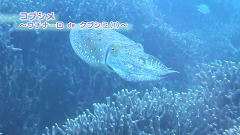 映像ギャラリー：大浦湾100番勝負！その12.コブシメ（１）-Reef Cuttlefish-