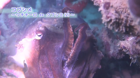映像ギャラリー：大浦湾100番勝負！その13.コブシメ（２）-Reef Cuttlefish