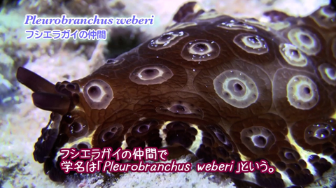 映像ギャラリー：大浦湾100番勝負！その33.Pleurobranchus weberi-プレウロブランカス・ウェブリィ-
